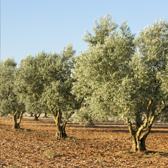 DegOlio_img2
